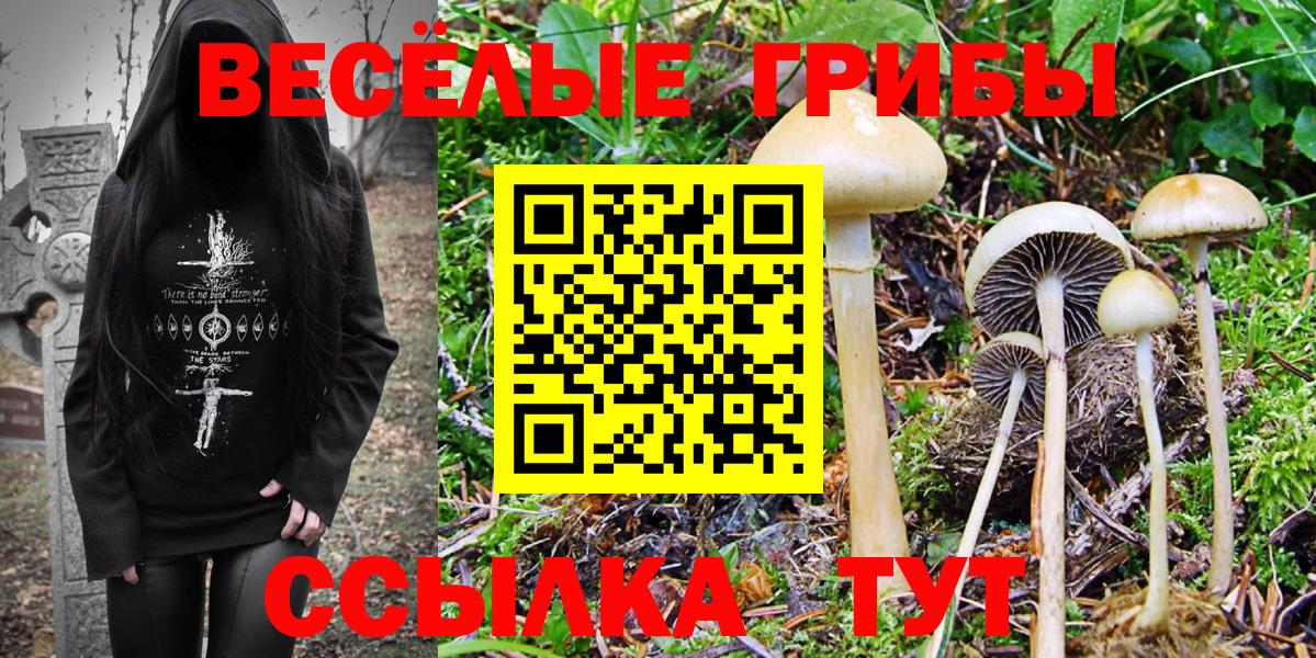 Галлюциногенные грибы Psilocybe Ефремов